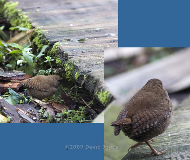 Wren hunting next to the veranda - 2