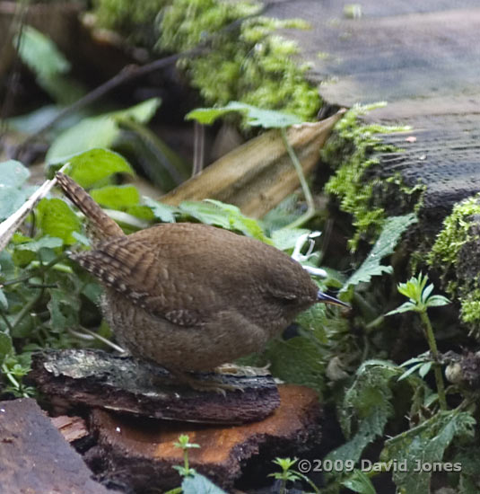 Wren hunting next to the veranda - 1