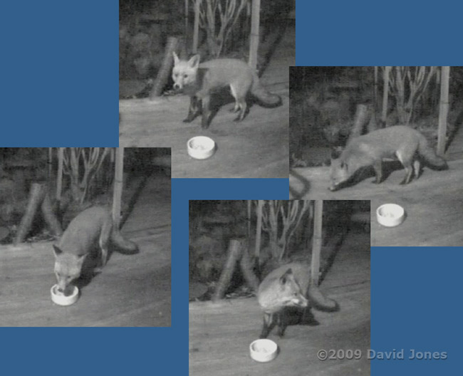 Foxes that visited last night - 2