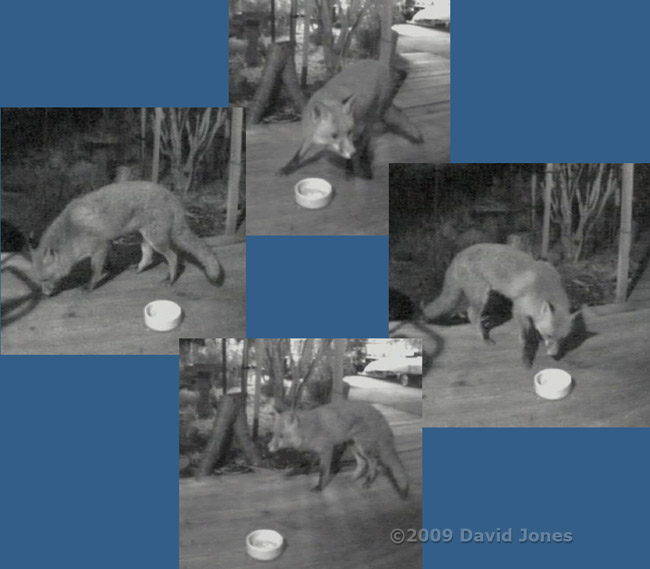 Foxes that visited last night - 4