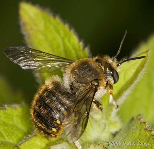Male Wool Carder Bee (Anthidium manicatum) - 2