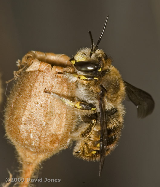 Male Wool Carder Bee (Anthidium manicatum) - 2