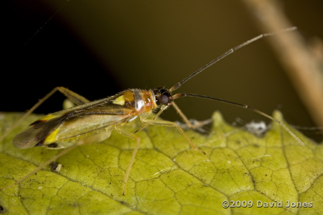 Campyloneura virgula (a mirid bug)