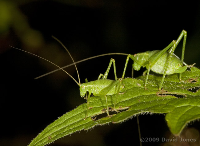 Speckled Bush Crickets on Dock leaf - 1