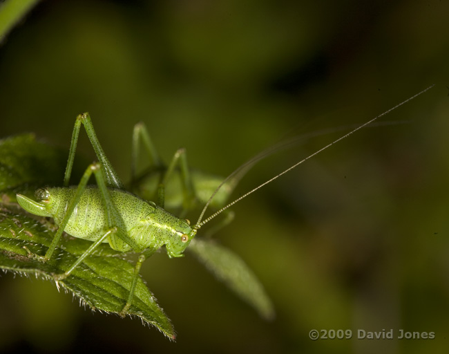 Speckled Bush Crickets on Dock leaf - 3
