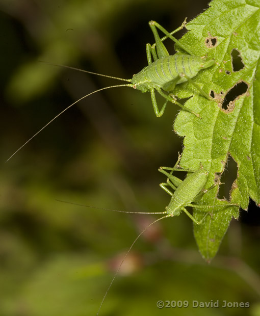 Speckled Bush Crickets on Dock leaf - 2