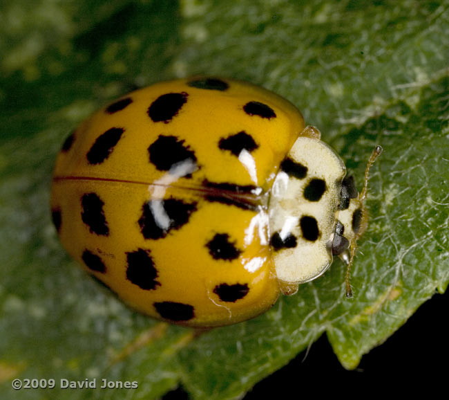 Harlequin Ladybird on Birch leaf