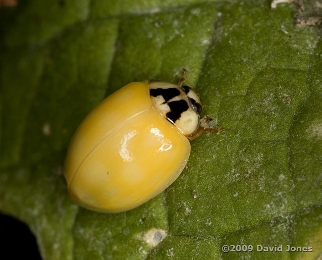 Freshly emerged Harlequin Ladybird on Comfrey leaf