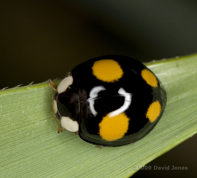 Harlequin Ladybird on Bamboo leaf