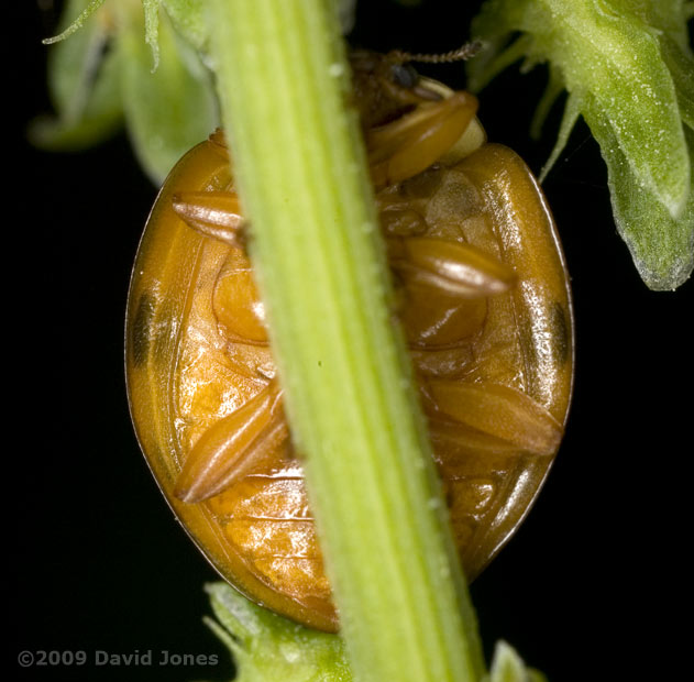 Harlequin Ladybird, showing underside - 2