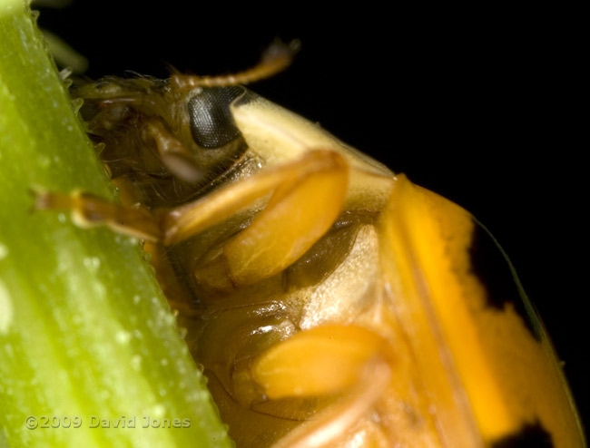 Harlequin Ladybird, showing underside - 1