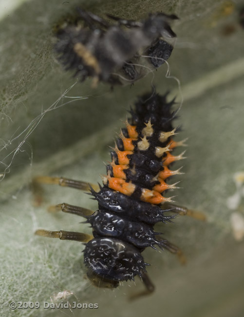 Harlequin Ladybird larva emerging from moult