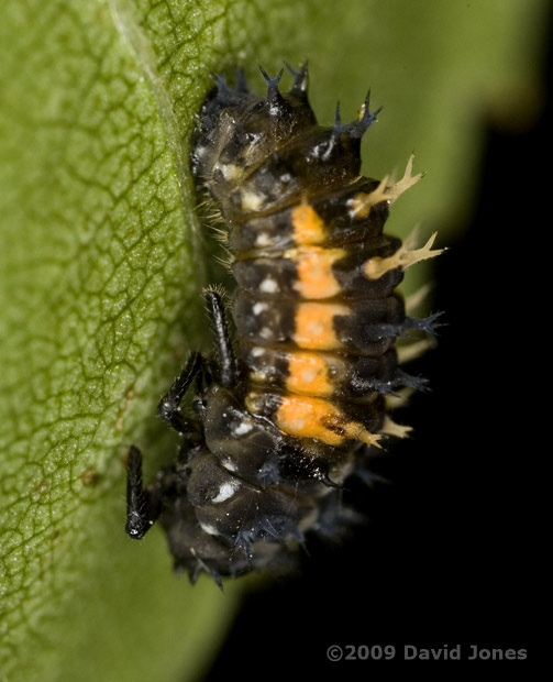 Harlequin Ladybird larva preparing to pupate