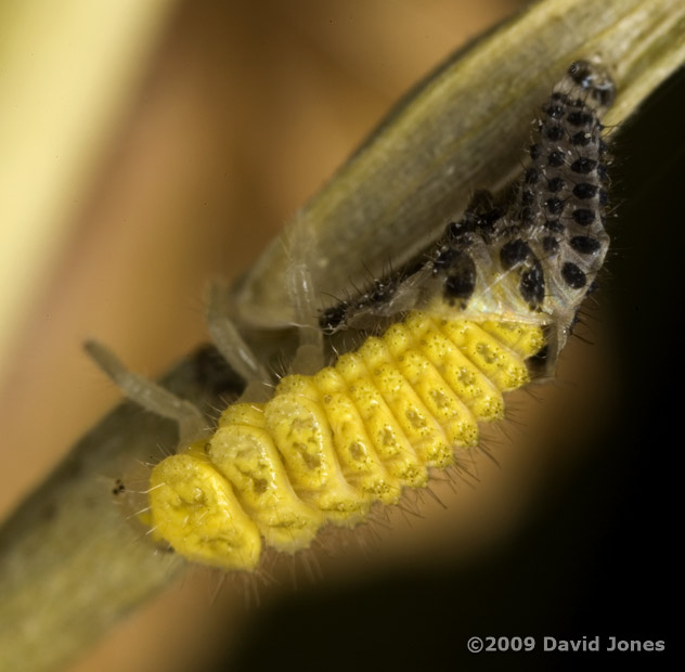 22-Spot Ladybird larva completes its moult - 1