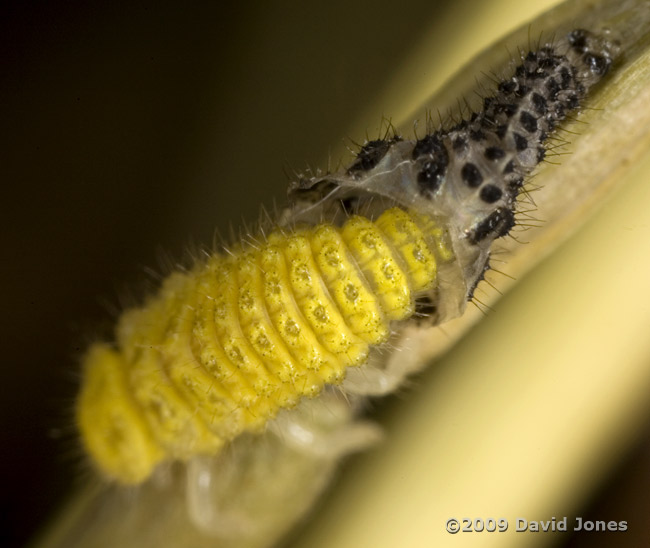 22-Spot Ladybird larva completes its moult - 2