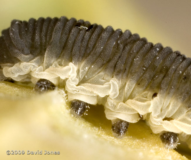  Sawfly larva on dead Garlic Mustard leaf - close-up of wrinkled skin