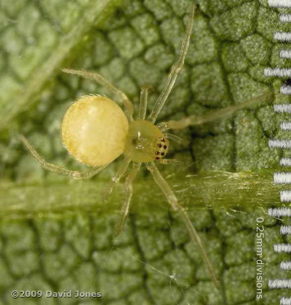 Spider on Birch leaf