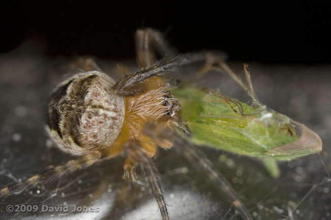 Spider feeding on small bug - 1