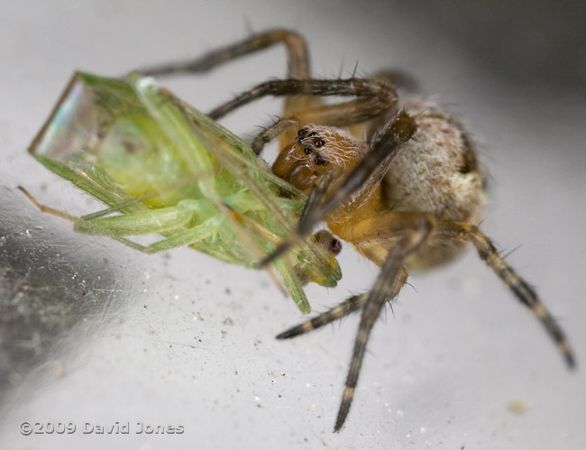 Spider feeding on small bug - 2