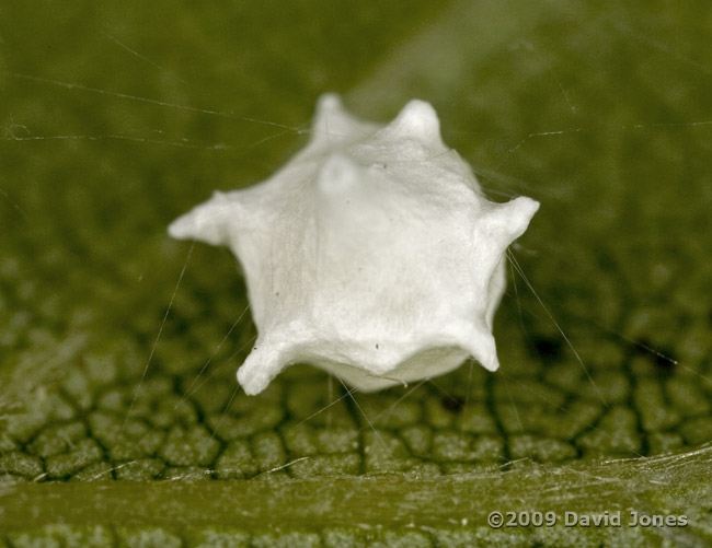 Spider cocoon on Birch leaf, 19 June