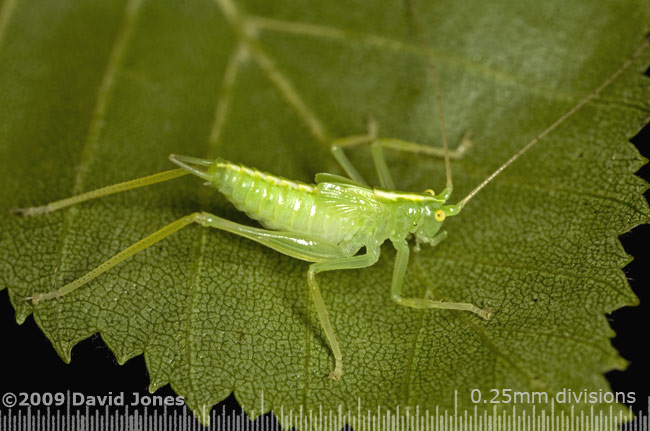 Oak Bush Cricket (male) on Birch leaf