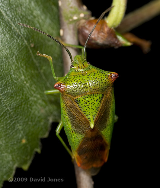 Hawthorn Shield Bug on Birch tree