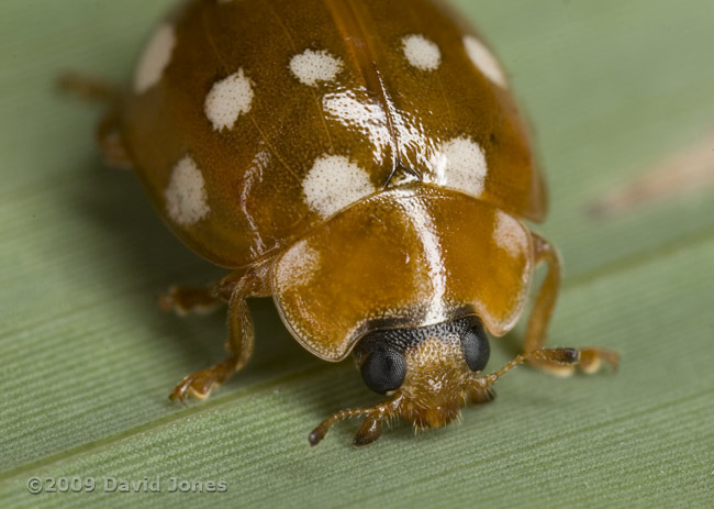 Cream-spot Ladybird - front view