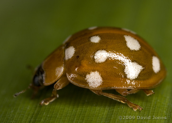 Cream-spot Ladybird - side view