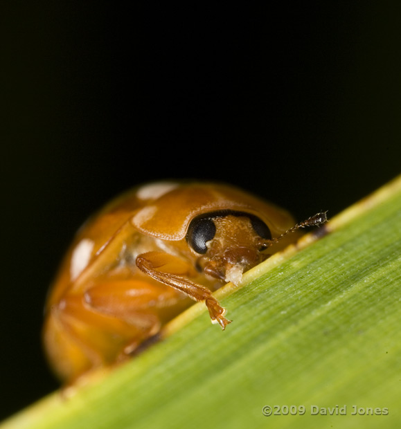 Cream-spot Ladybird eating unidentified material - 1