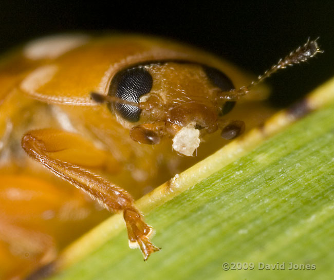 Cream-spot Ladybird eating unidentified material - 2
