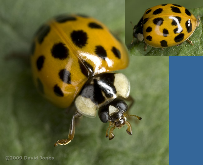 Harlequin Ladybird on Buddlea leaf