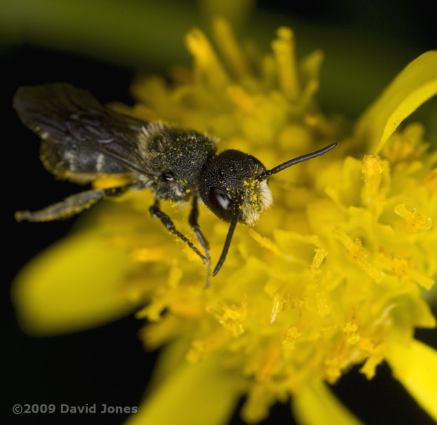 Heriades truncorum (a solitary bee) on Ragwort - 1