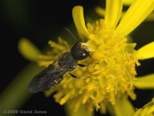 Heriades truncorum (a solitary bee) on Ragwort - 2