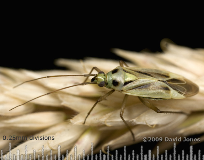 Mirid bug (possibly Stenotus binotatus) on grass seed head - 1