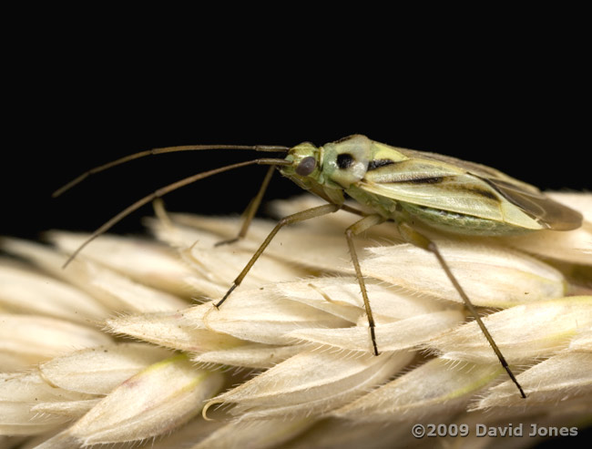 Mirid bug (possibly Stenotus binotatus) on grass seed head - 2