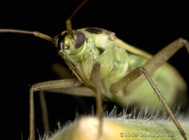 Mirid bug (possibly Stenotus binotatus) on grass seed head - 3 close-up 