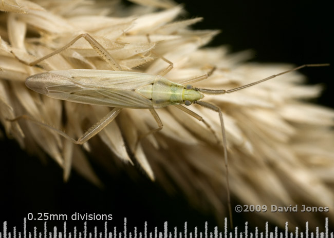 Unidentified mirid bug on grass seed head - 1
