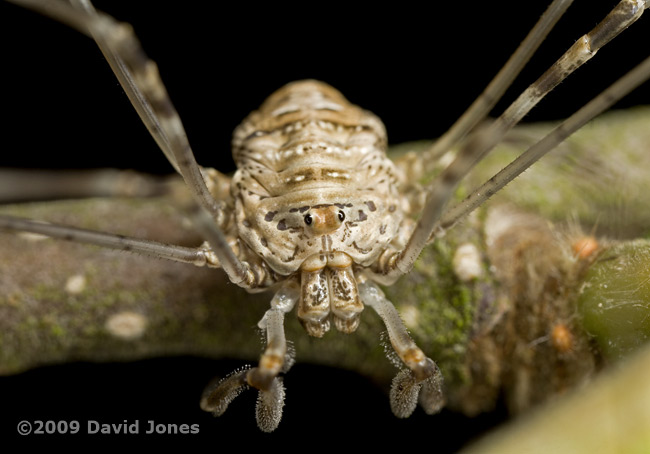 Harvestman (unidentified) on Birch tree