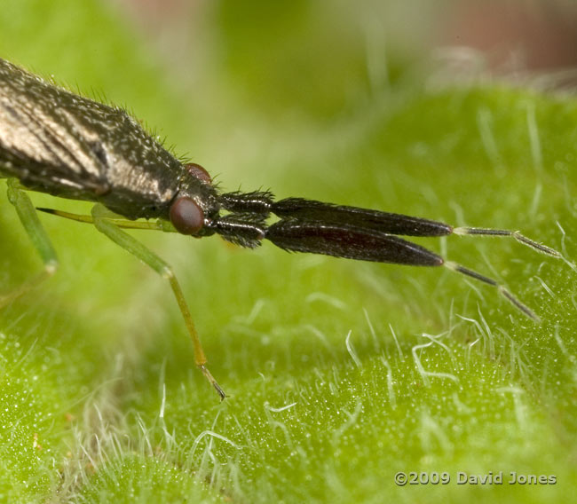 Mirid bug (probably Heterotoma planicornis) - 2: close-up of antennae