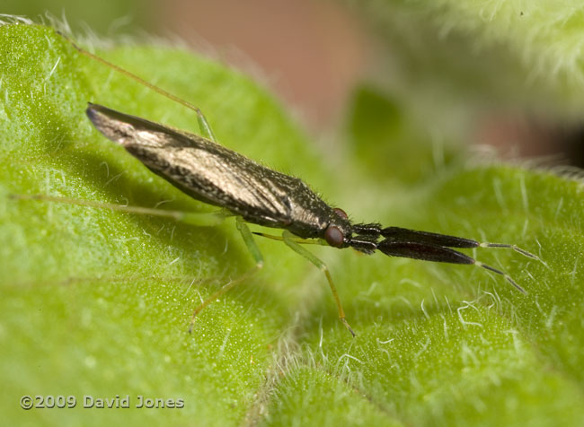 Mirid bug (probably Heterotoma planicornis) - 1