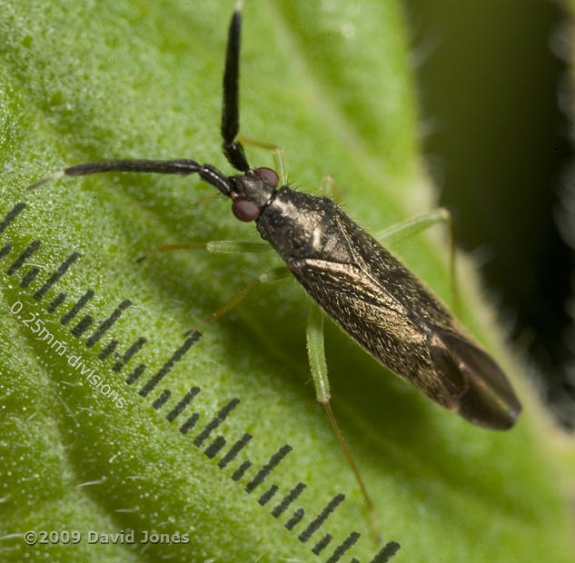 Mirid bug (probably Heterotoma planicornis) - 3