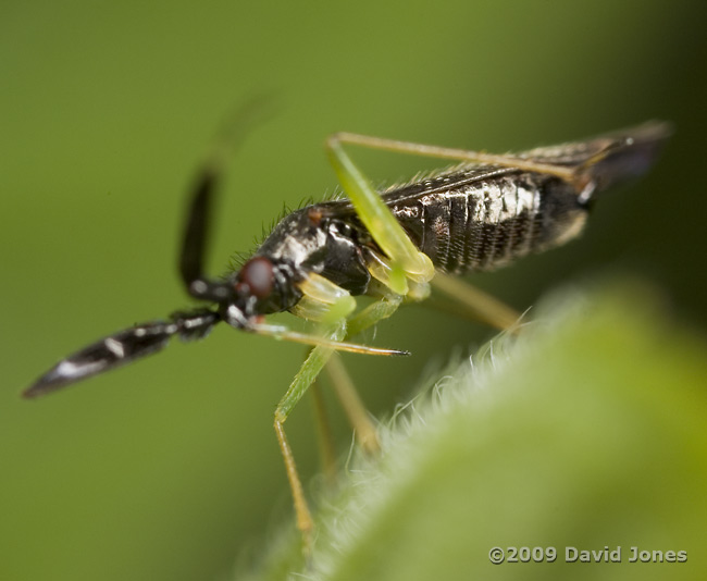 Mirid bug (probably Heterotoma planicornis) - 4: showing dark abdomen