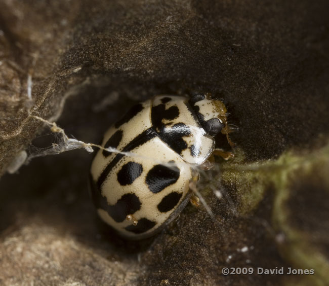 14-spot Ladybird (Propylea 14-punctata)