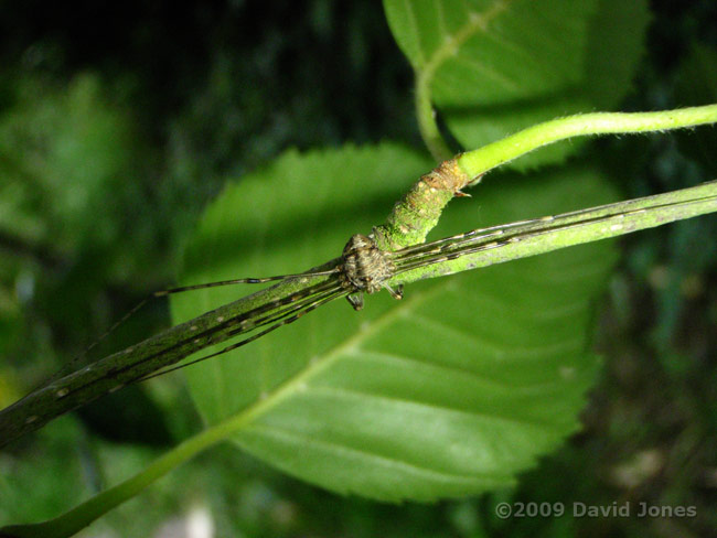 Harvestman in resting position on Birch