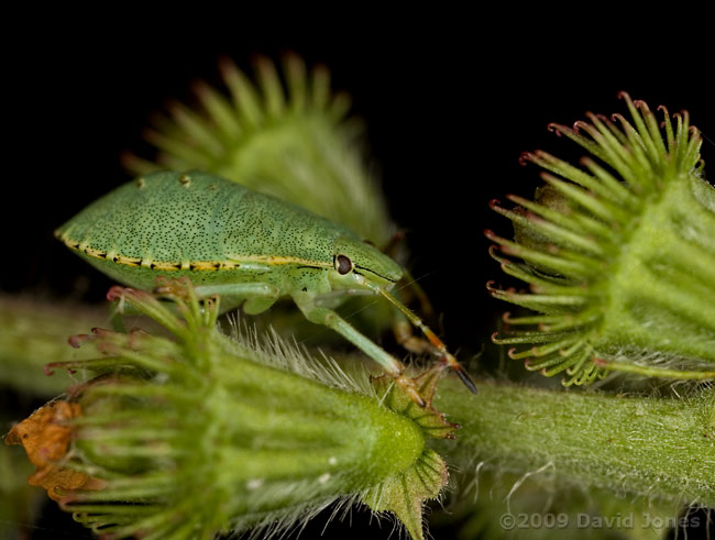 Green Shield Bug nymph on Common Agrimony - 2