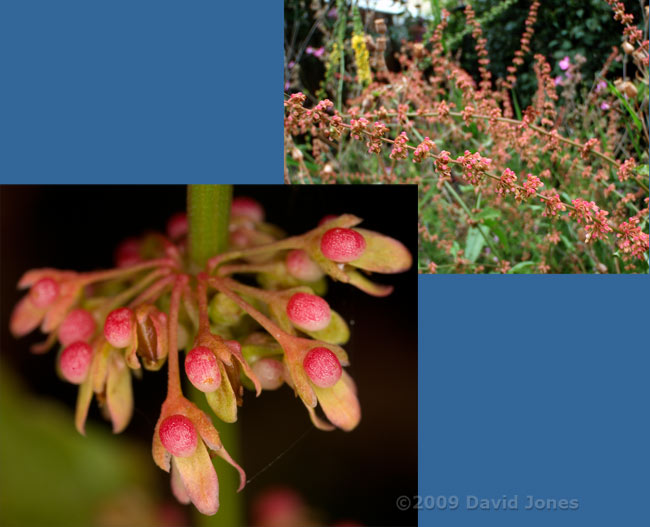 Sorrel - showing seeds