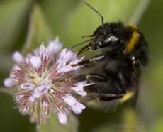 Common Garden Bumblebee feeds at Water Mint