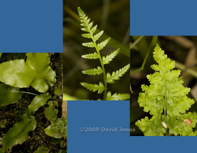 Fronds of ferns growing on log