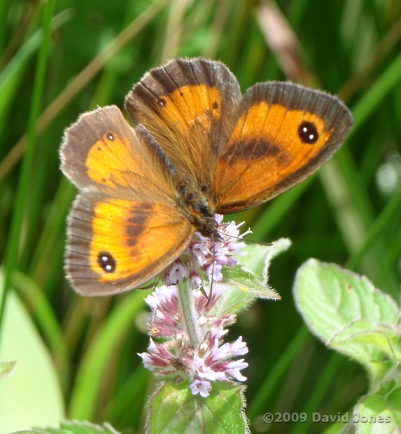 Gatekeeper butterfly on Water Mint - 1