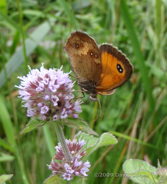 Gatekeeper butterfly on Water Mint - 2